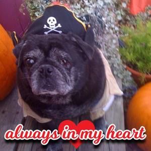 Meet your Posher, Millie